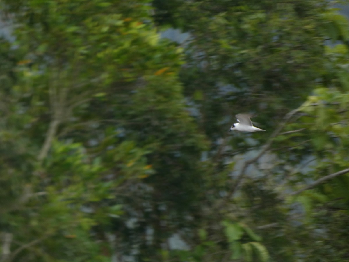 White-winged Tern - ML504768261