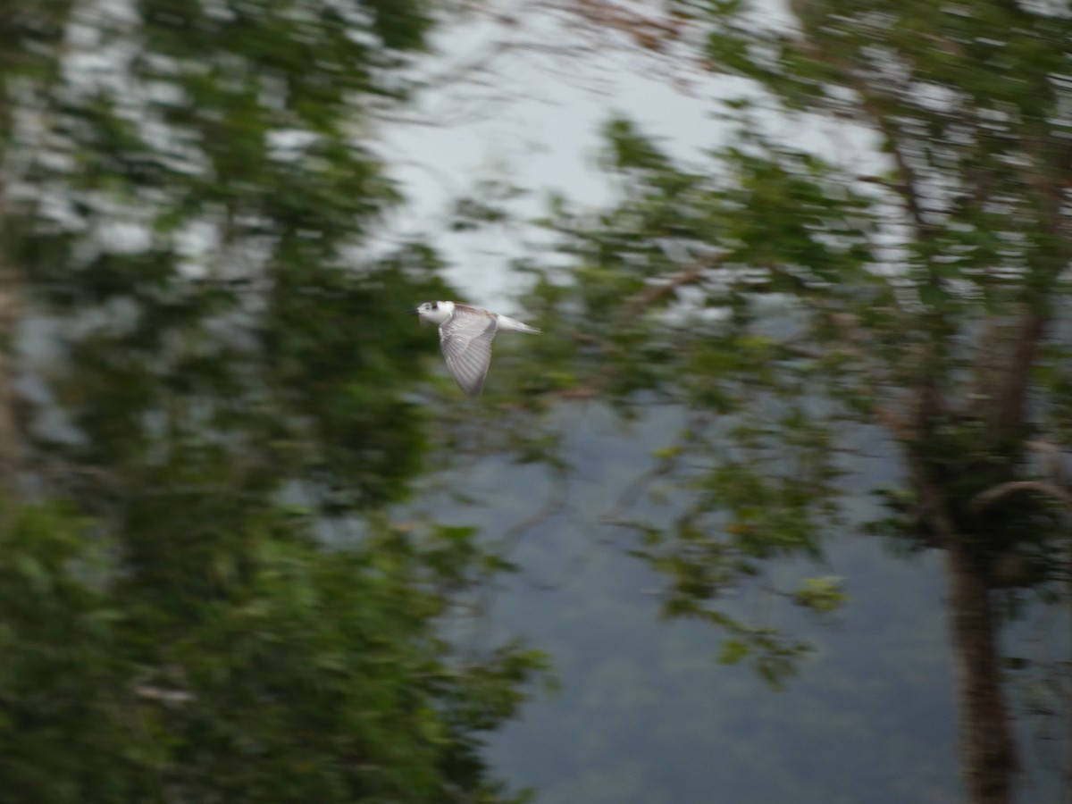 White-winged Tern - ML504768271