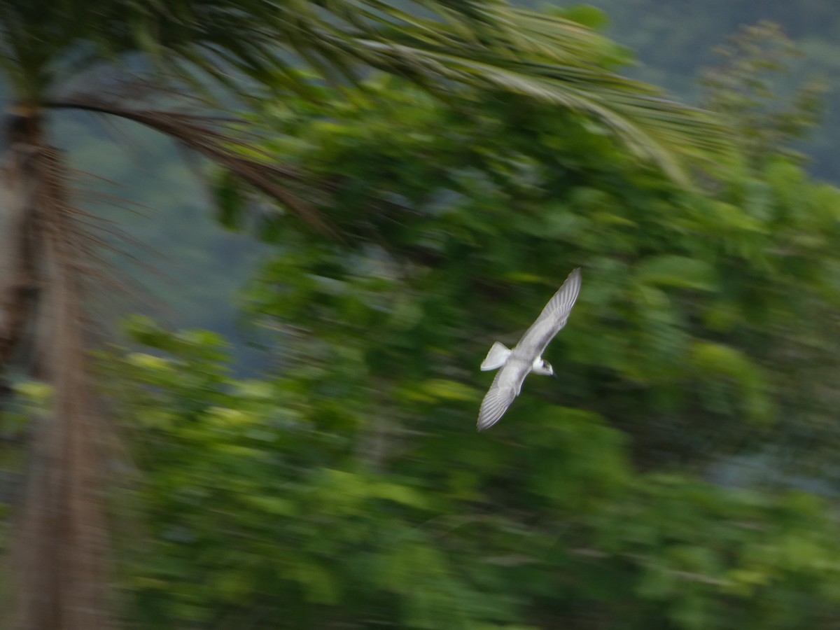 White-winged Tern - ML504768341