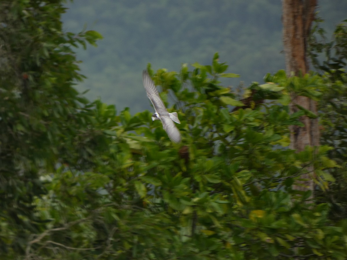 White-winged Tern - ML504768351