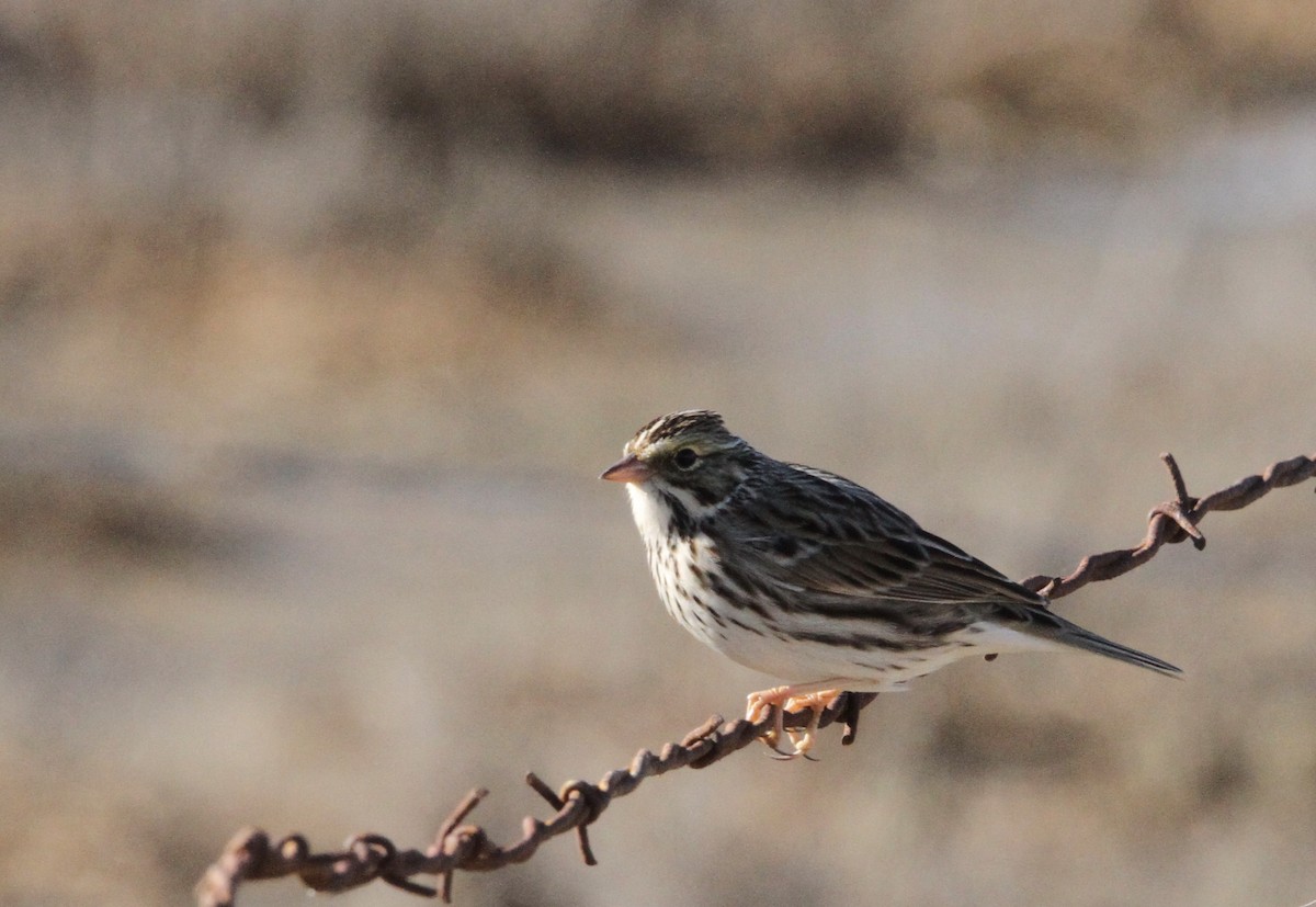 Savannah Sparrow - ML504768871