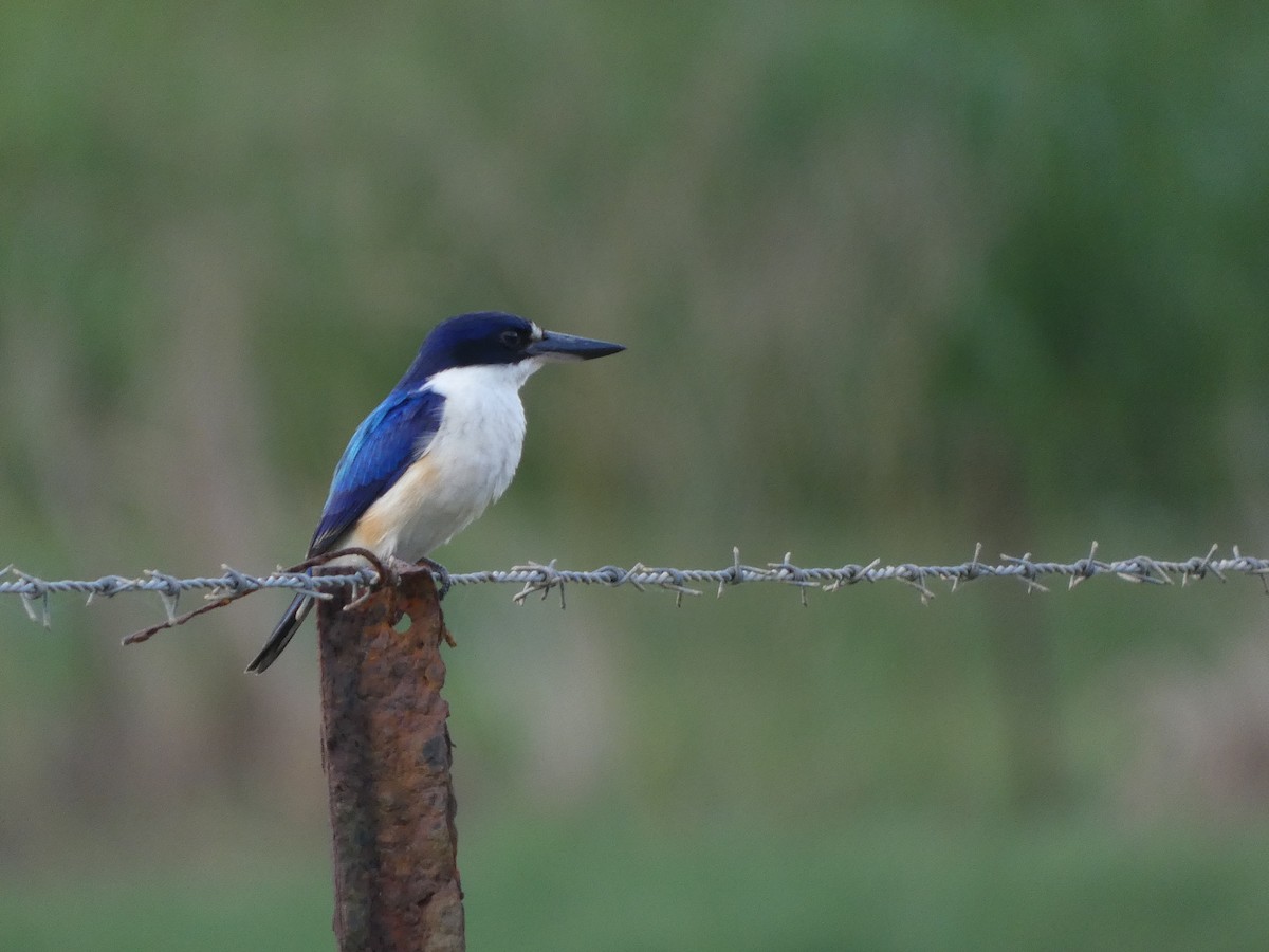 Forest Kingfisher - ML504768981