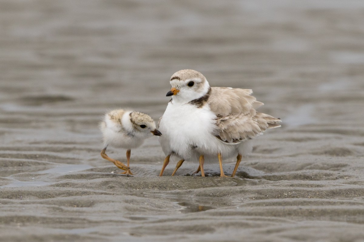 Piping Plover - Loni Ye