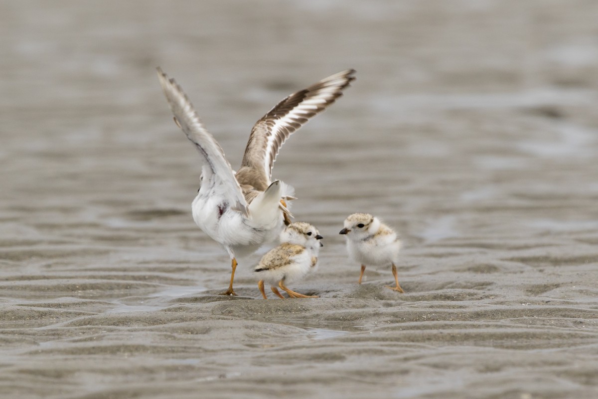 Piping Plover - Loni Ye