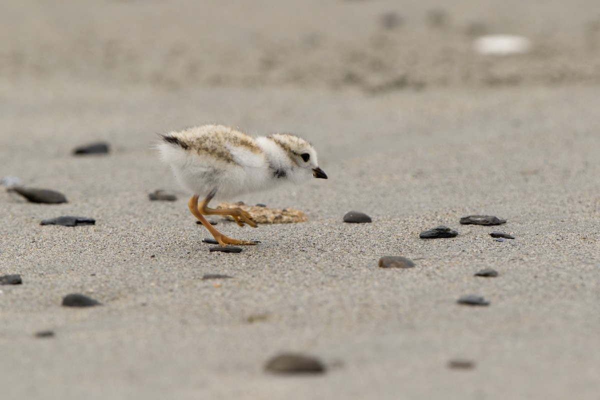 Piping Plover - Loni Ye