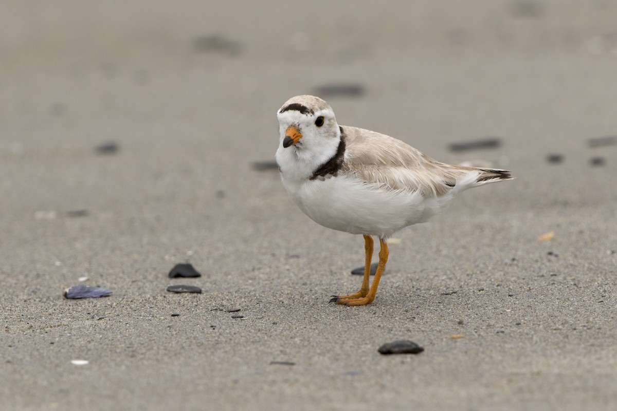 Piping Plover - Loni Ye