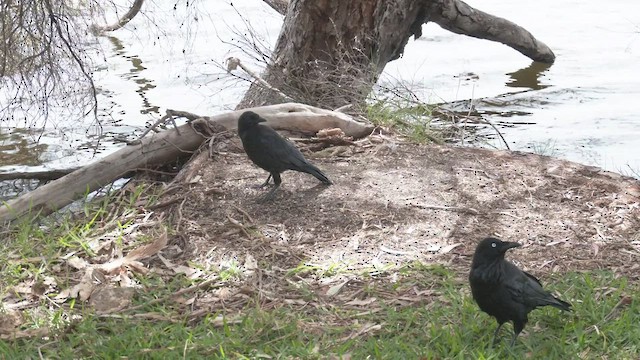 Australian Raven - ML504770811