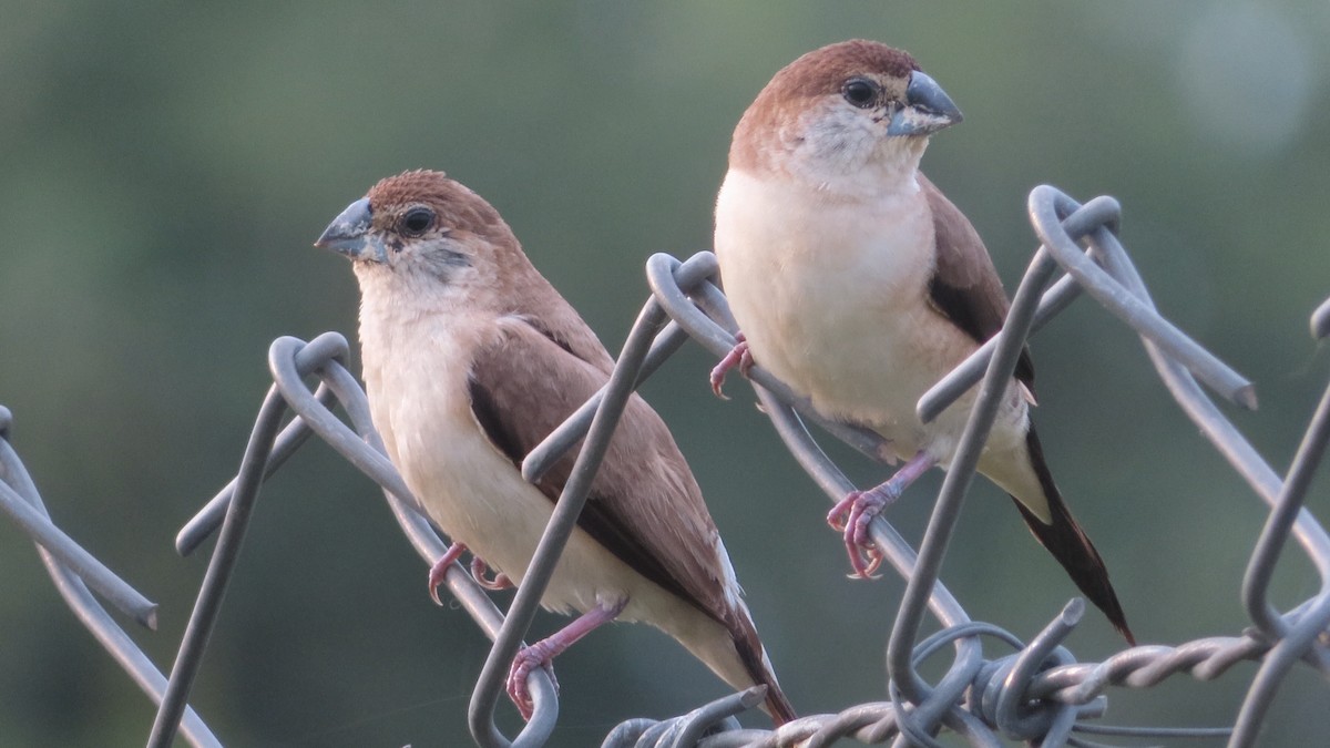 Indian Silverbill - ML504771241