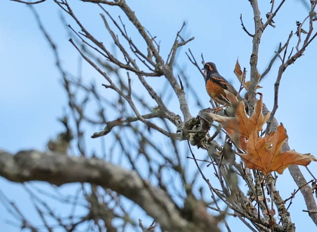 Varied Thrush - ML504772131