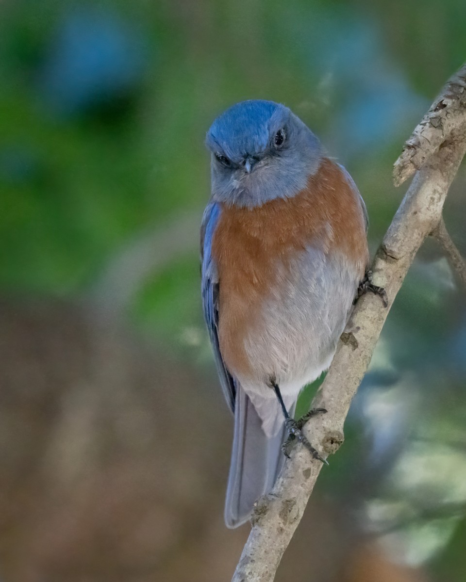 Western Bluebird - Sue Cook