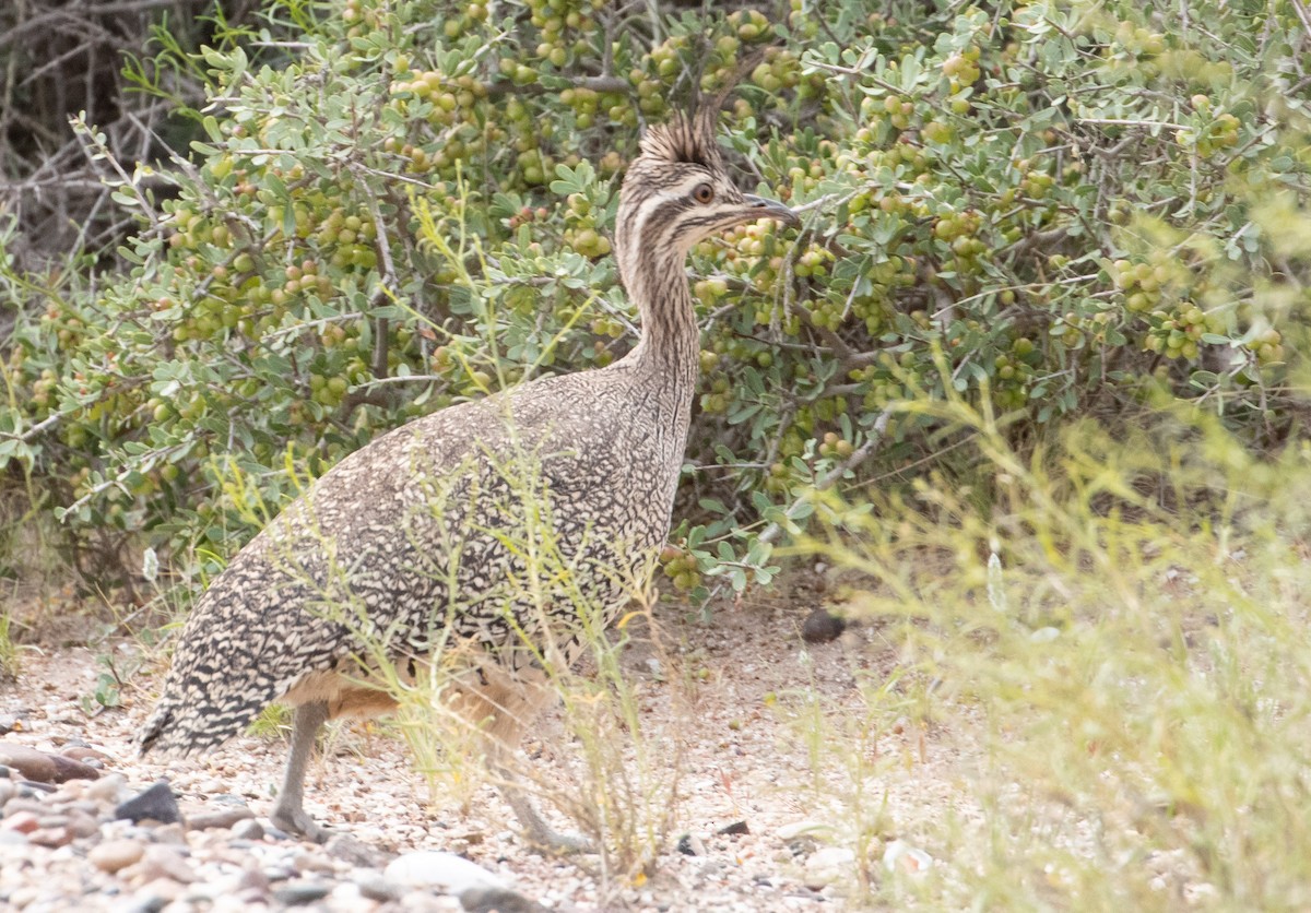 Elegant Crested-Tinamou - ML504775101