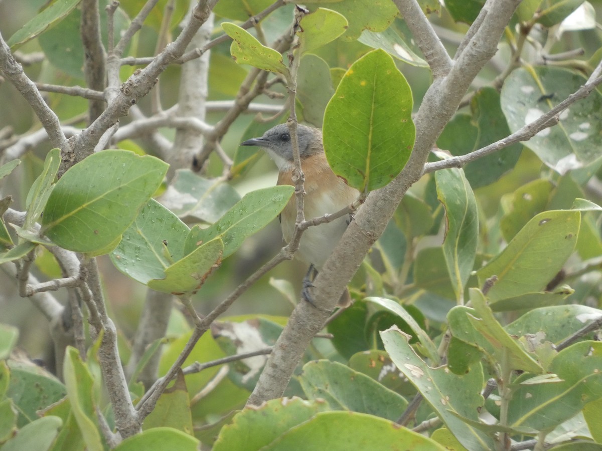 Rufous-banded Honeyeater - ML504775111