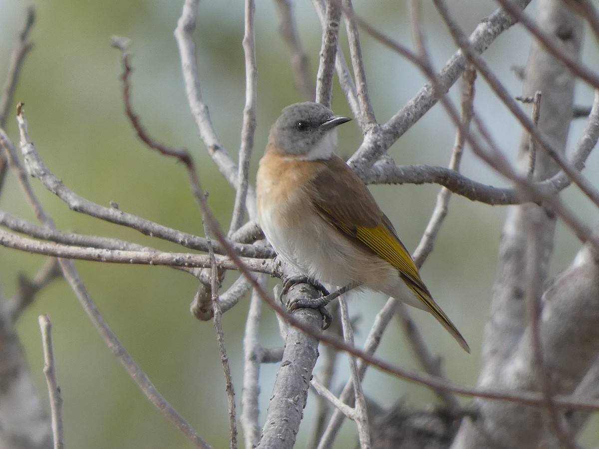 Rufous-banded Honeyeater - ML504775221