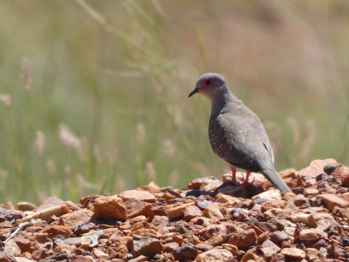 Diamond Dove - ML504779401