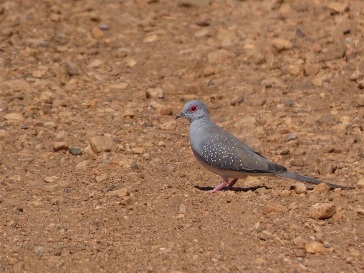 Diamond Dove - ML504779411