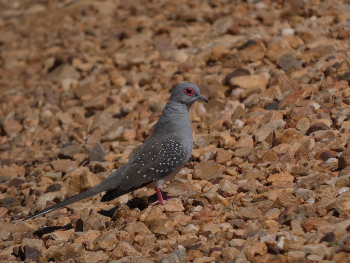 Diamond Dove - ML504779481