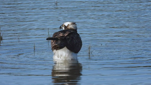 Balbuzard pêcheur - ML504781541