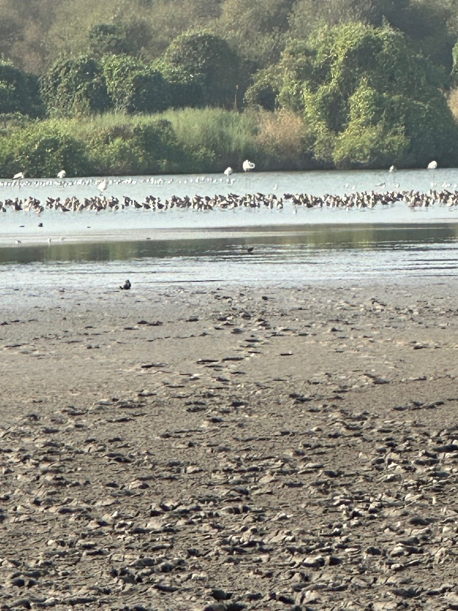 Black-tailed Godwit - ML504781631