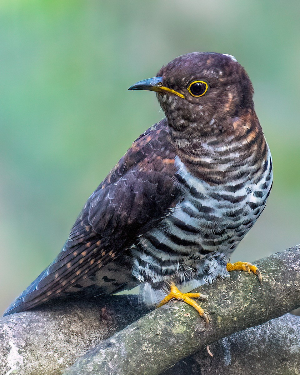 Lesser Cuckoo - ML504783251