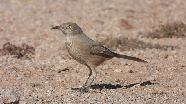 Bendire's Thrasher - ML504783491