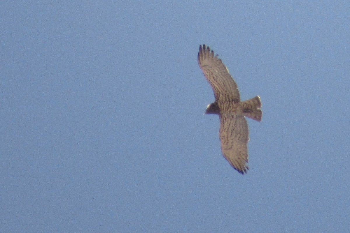 Short-toed Snake-Eagle - Paulo Alves