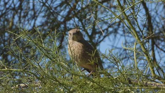 Bendire's Thrasher - ML504783541