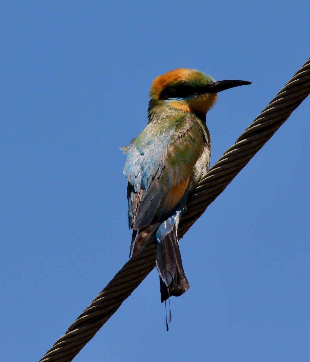 Rainbow Bee-eater - U3A Bird Group Two