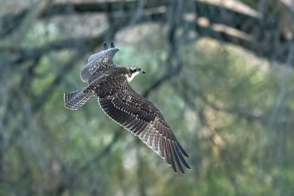 Osprey - ML504783981