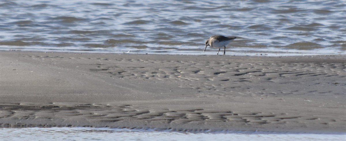 Dunlin - Gillian  Richards