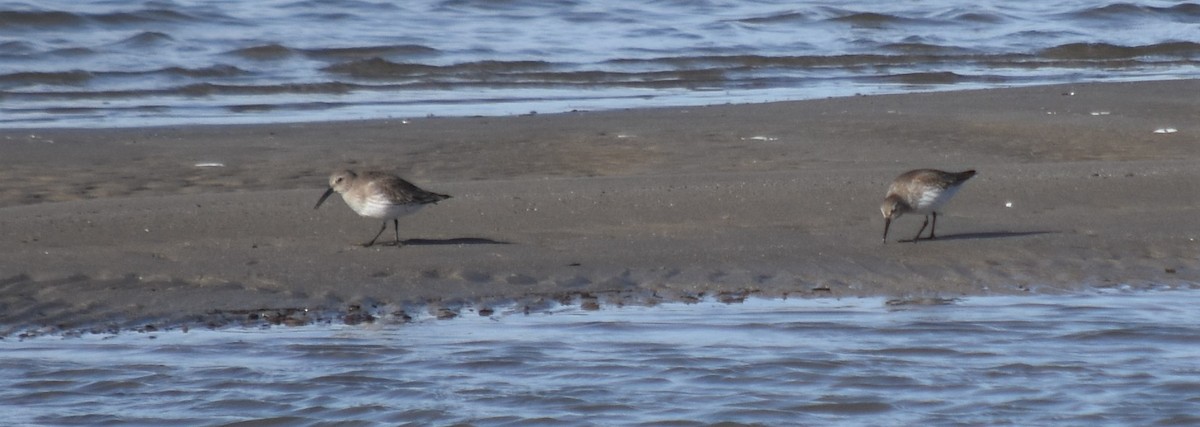 Dunlin - Gillian  Richards