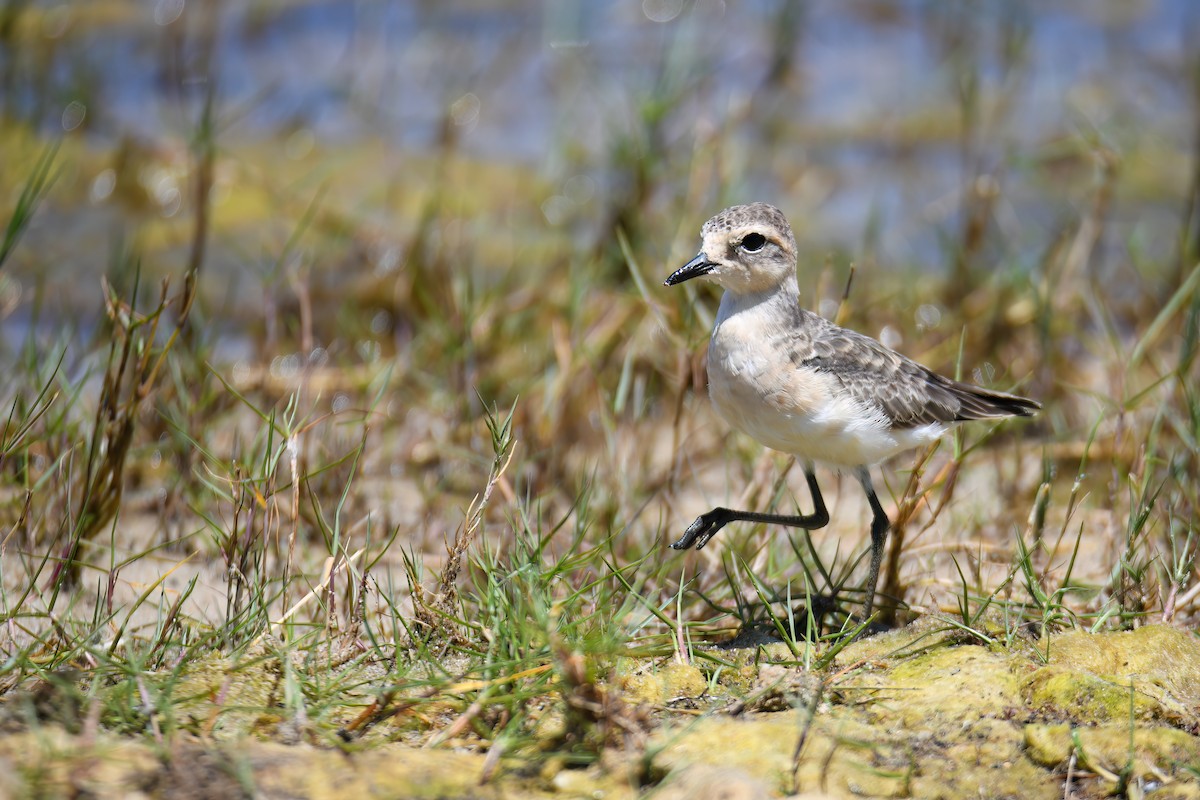 Kittlitz's Plover - Regard Van Dyk