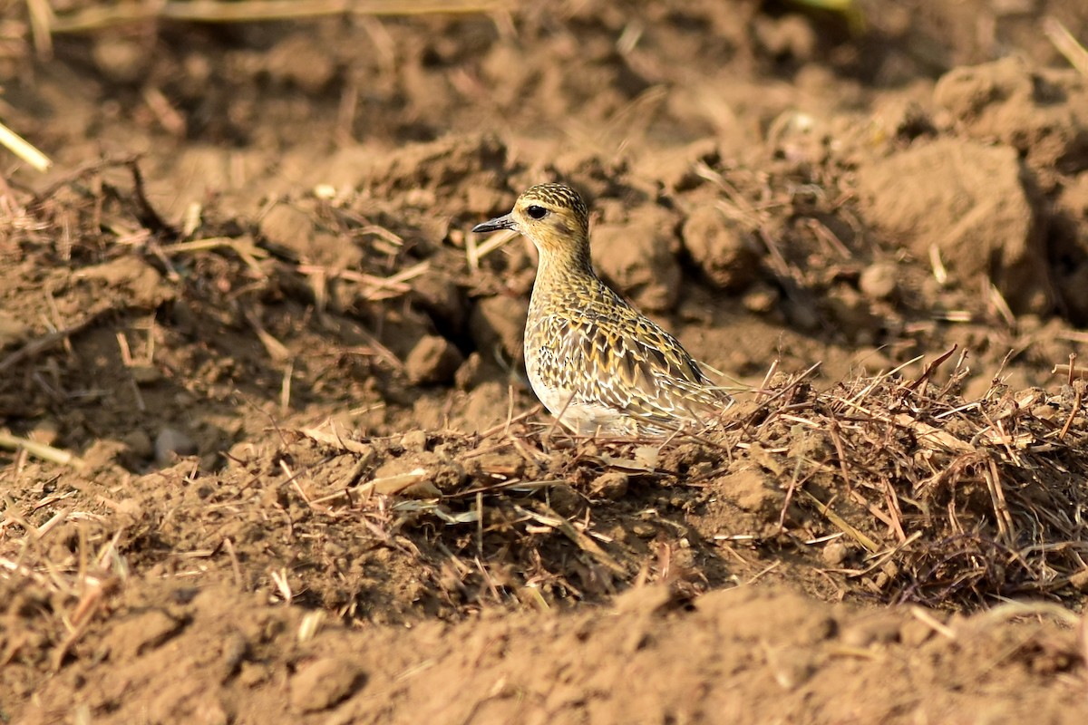 Pacific Golden-Plover - ML504784571