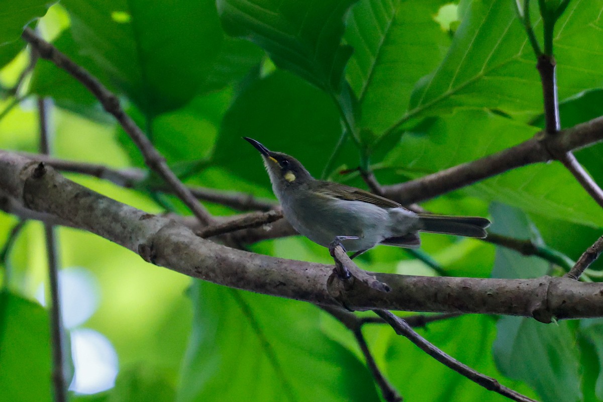 Yellow-spotted Honeyeater - ML504786151
