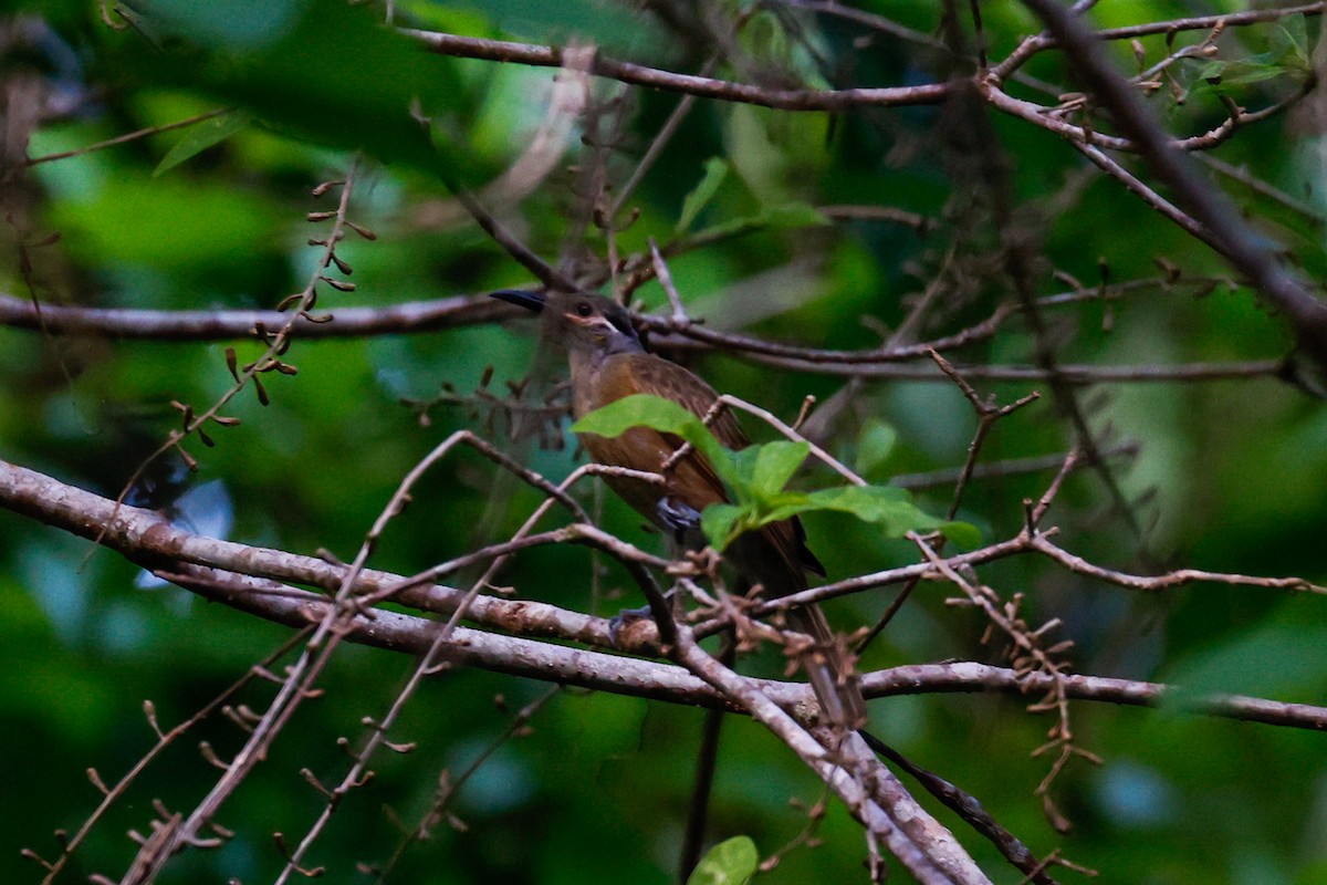 Tawny-breasted Honeyeater - ML504786191