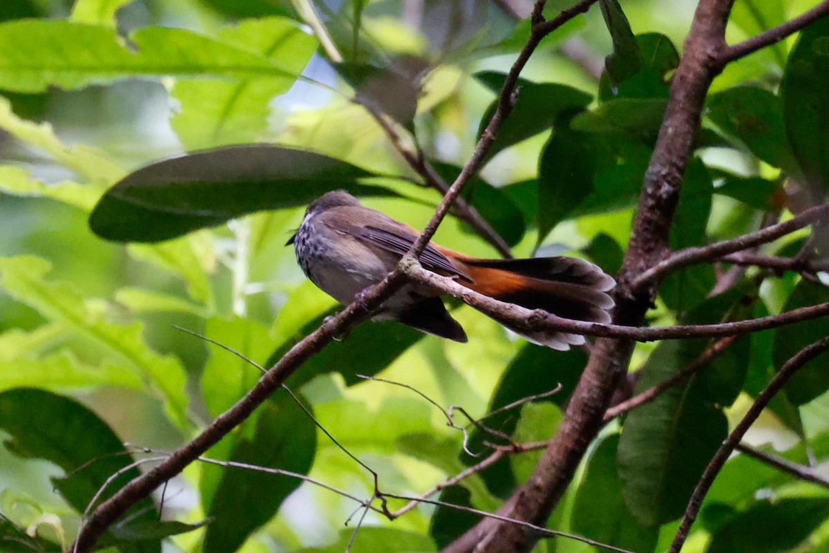 Australian Rufous Fantail - ML504786201