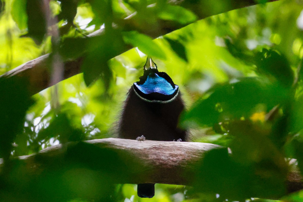 Magnificent Riflebird - ML504786221