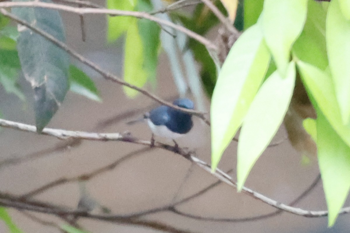 Leaden Flycatcher - ML504786231