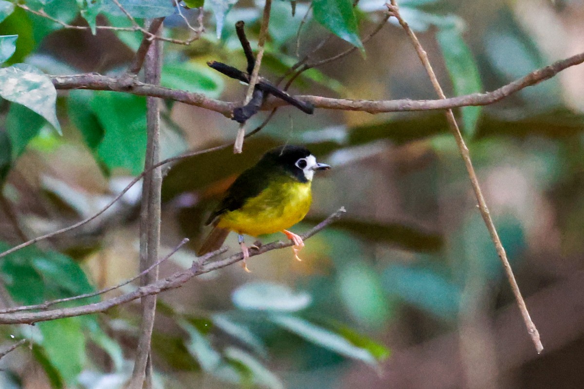 White-faced Robin - ML504786241