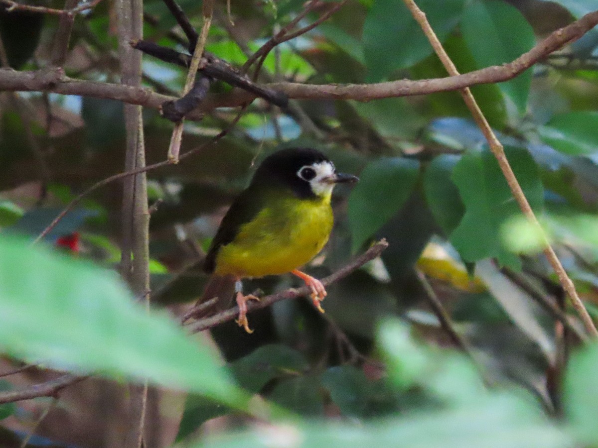White-faced Robin - ML504786251