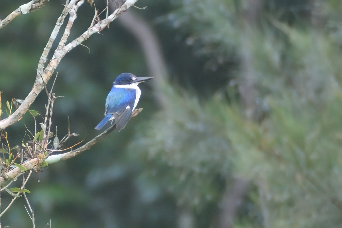 Forest Kingfisher - ML504786791