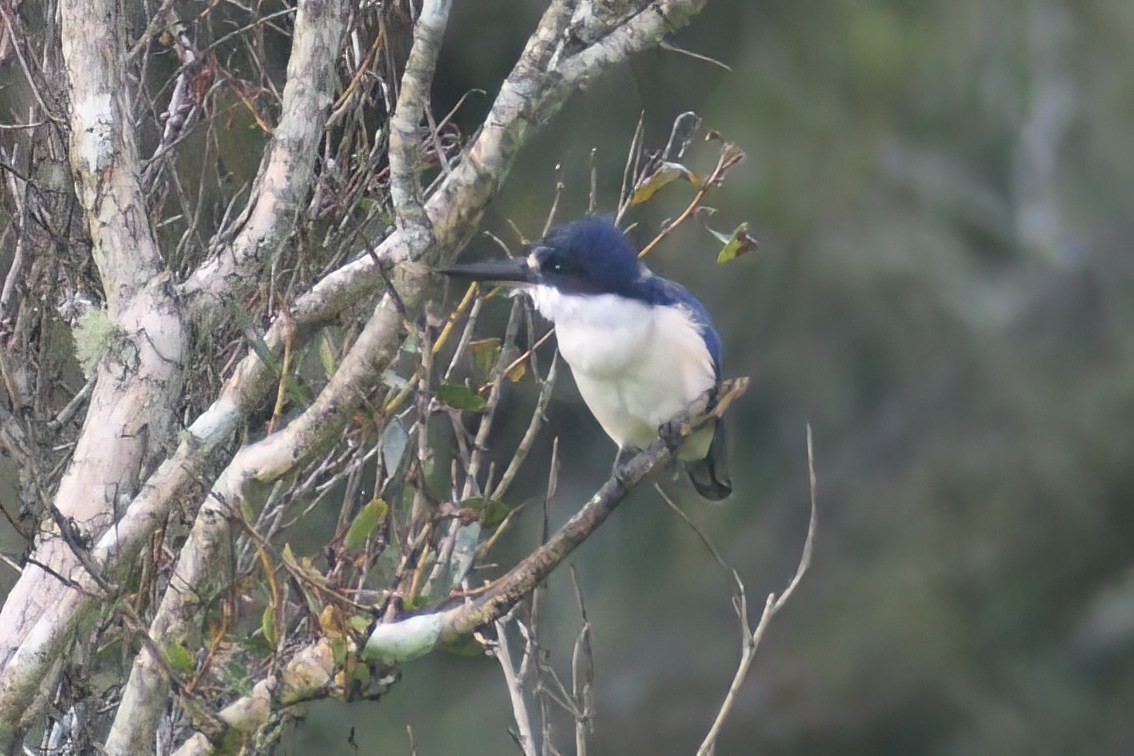 Forest Kingfisher - ML504787071