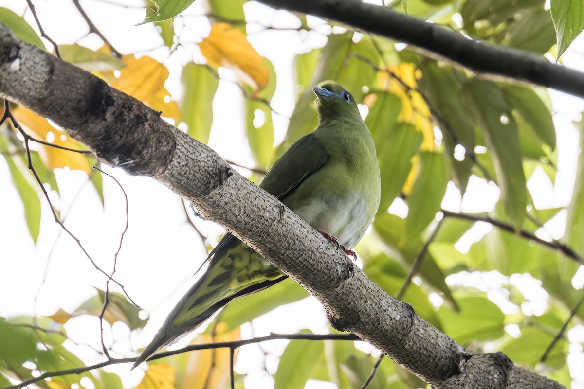 Yellow-vented Green-Pigeon - Wich’yanan Limparungpatthanakij