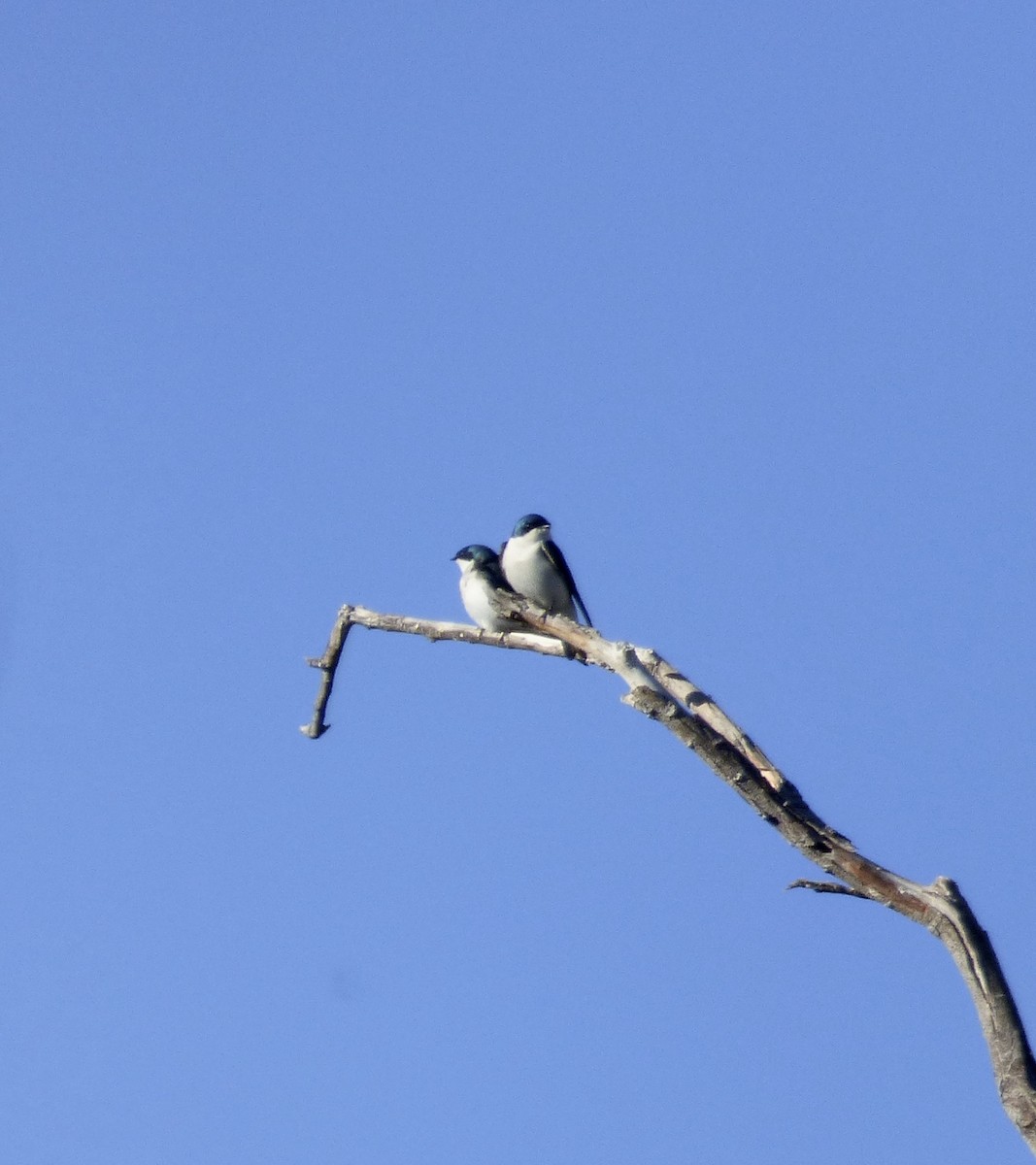 Tree Swallow - ML504788491