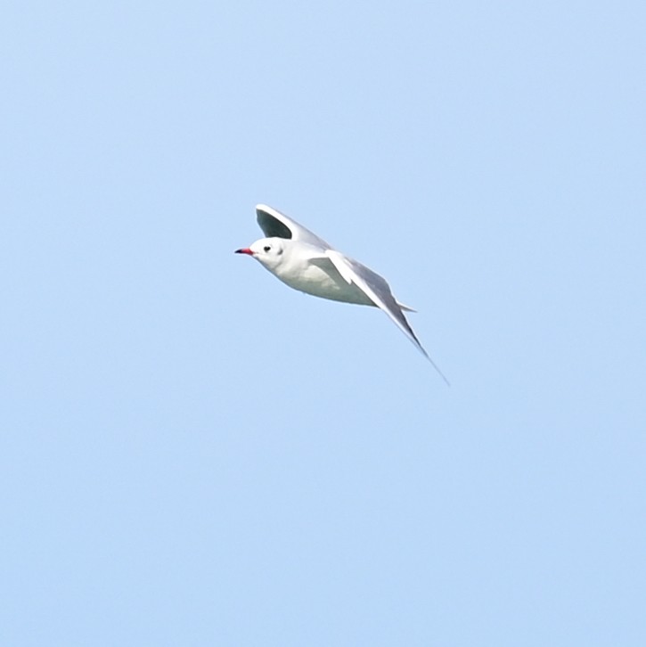 Mouette rieuse - ML504788971