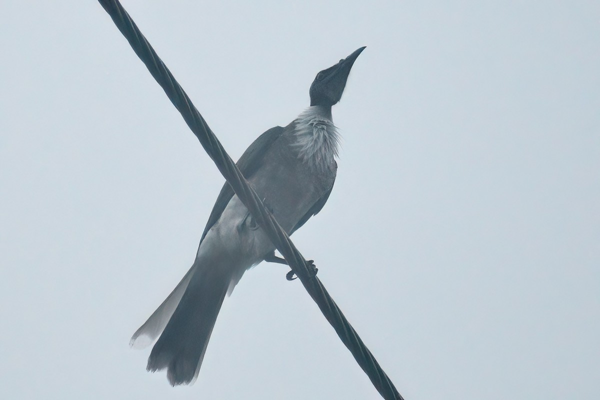 Noisy Friarbird - ML504789041