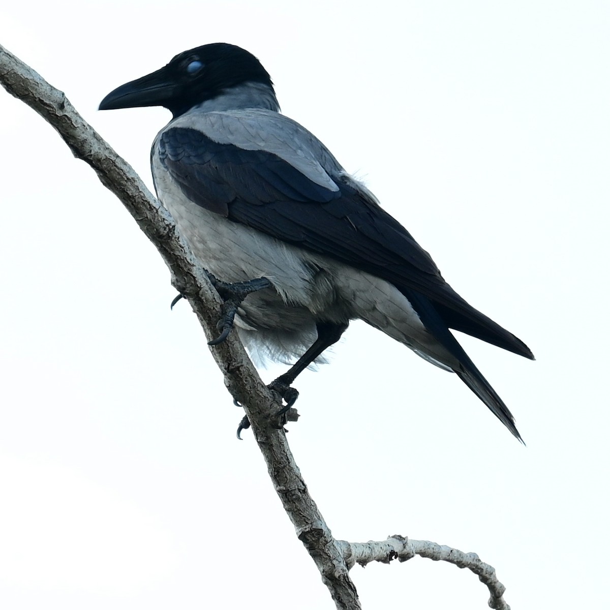 Hooded Crow - ML504789091