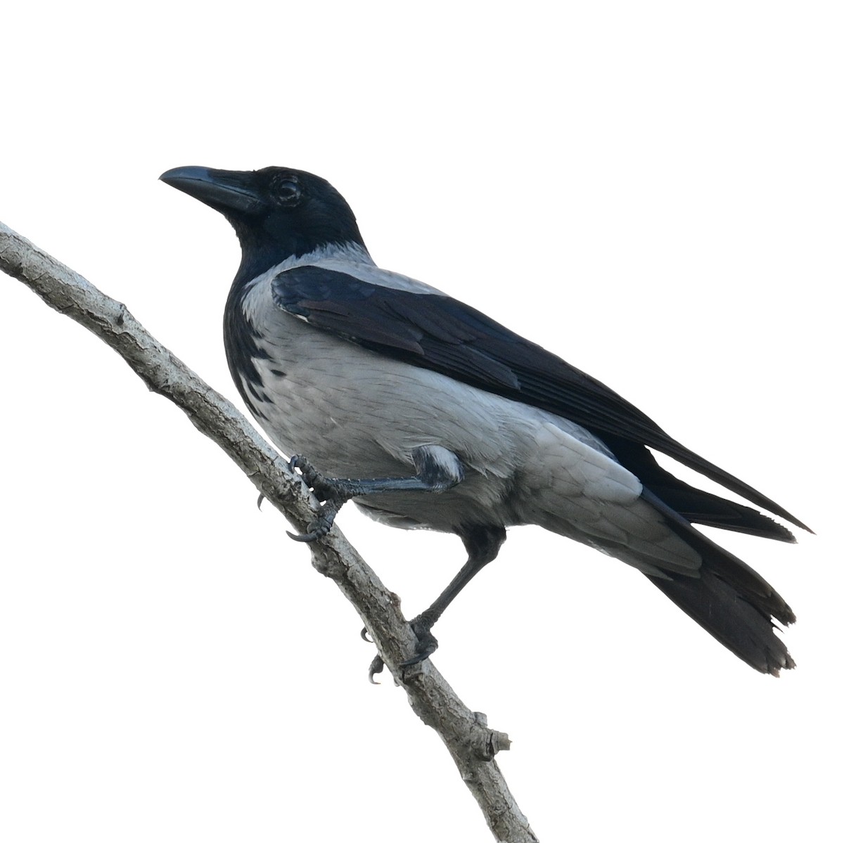 Hooded Crow - ML504789111