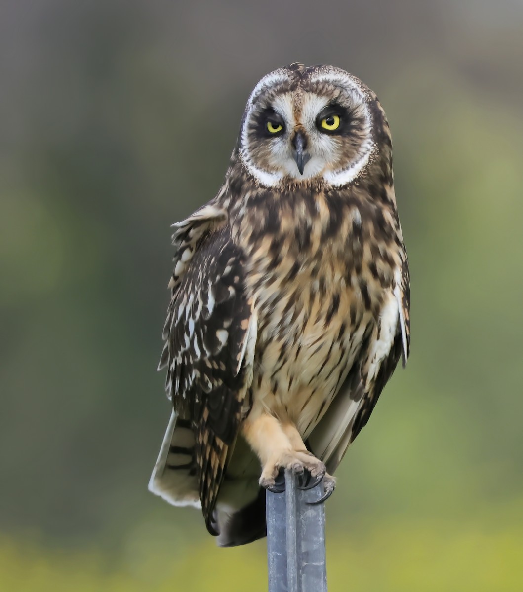 Short-eared Owl (Hawaiian) - Glen Tepke