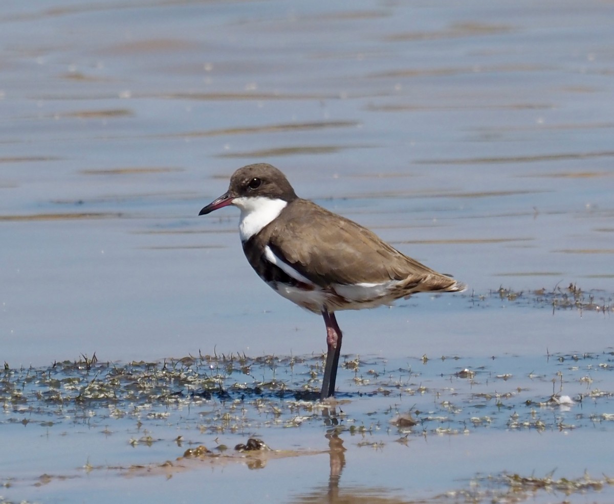 Red-kneed Dotterel - ML504790201