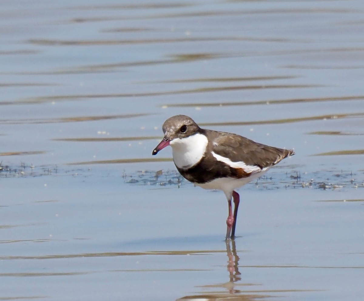 Red-kneed Dotterel - ML504790211